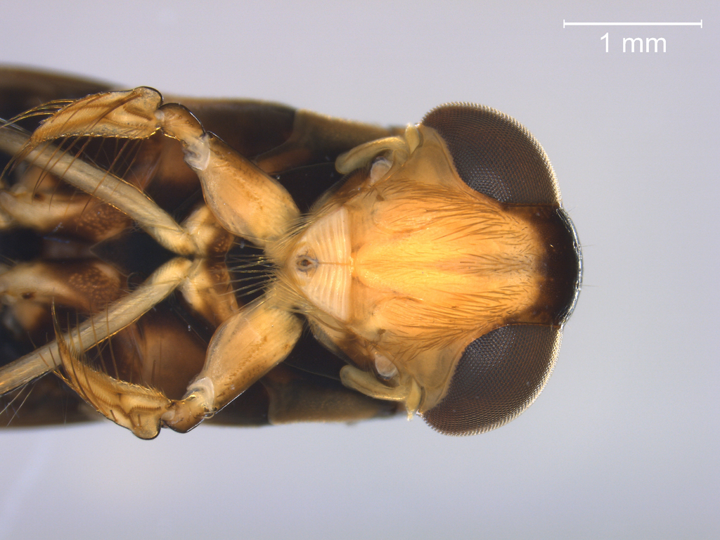 Glaenocorisa propinqua